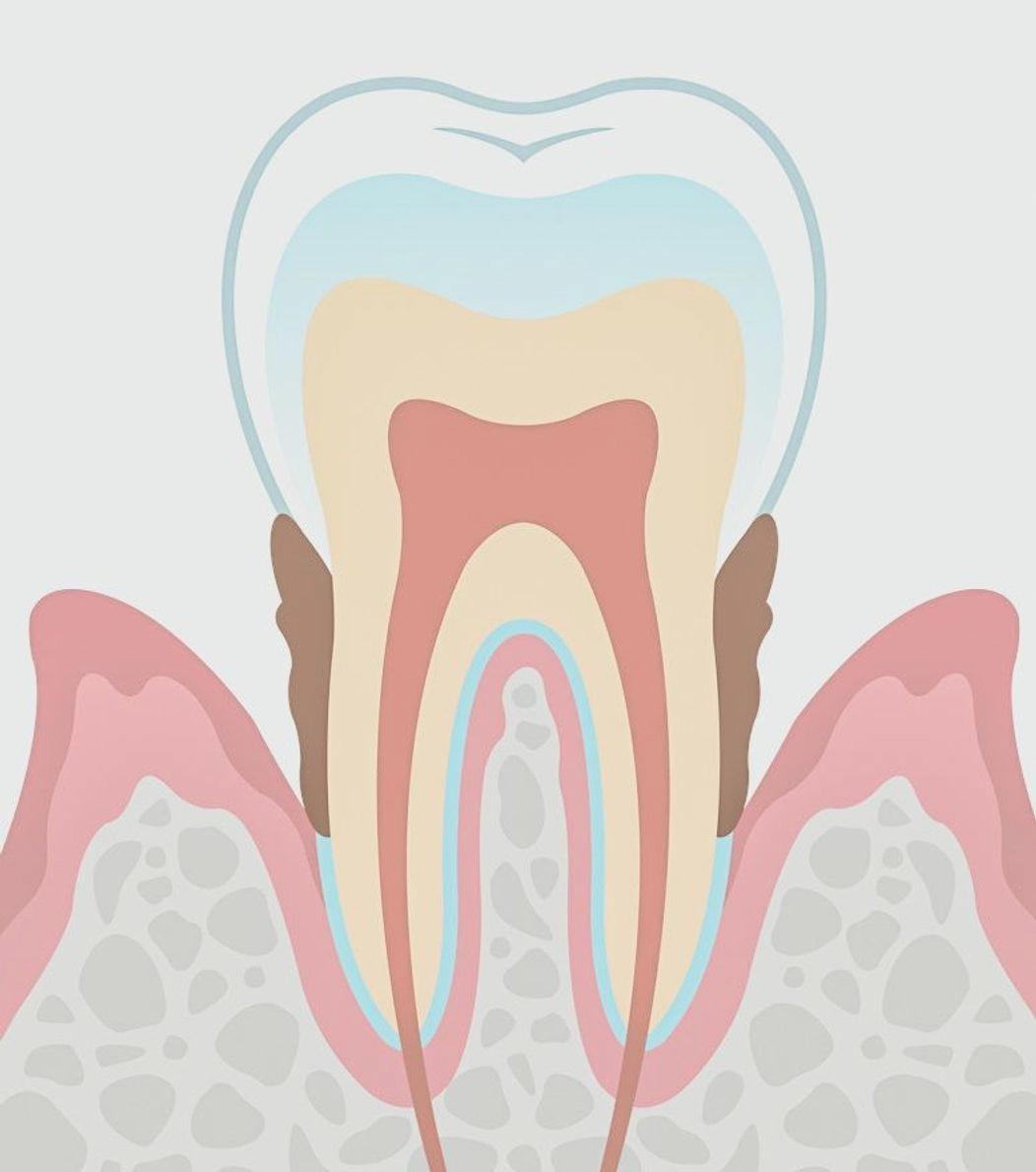 An image of the anatomy of a tooth
